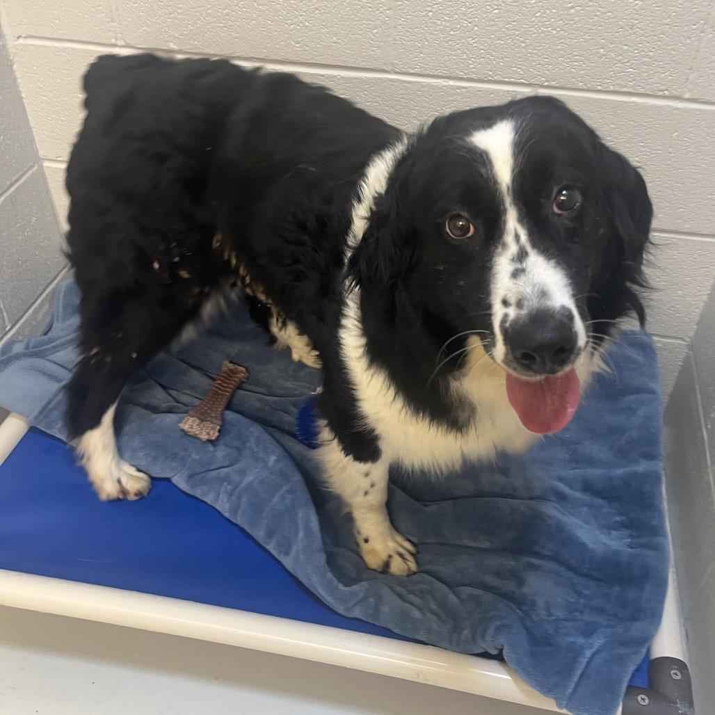 Enlarge Liz, a Adoptable Australian Shepherd in Delaware, OH image 2/6