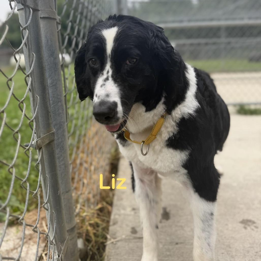 Enlarge Liz, a Adoptable Australian Shepherd in Delaware, OH image 3/6