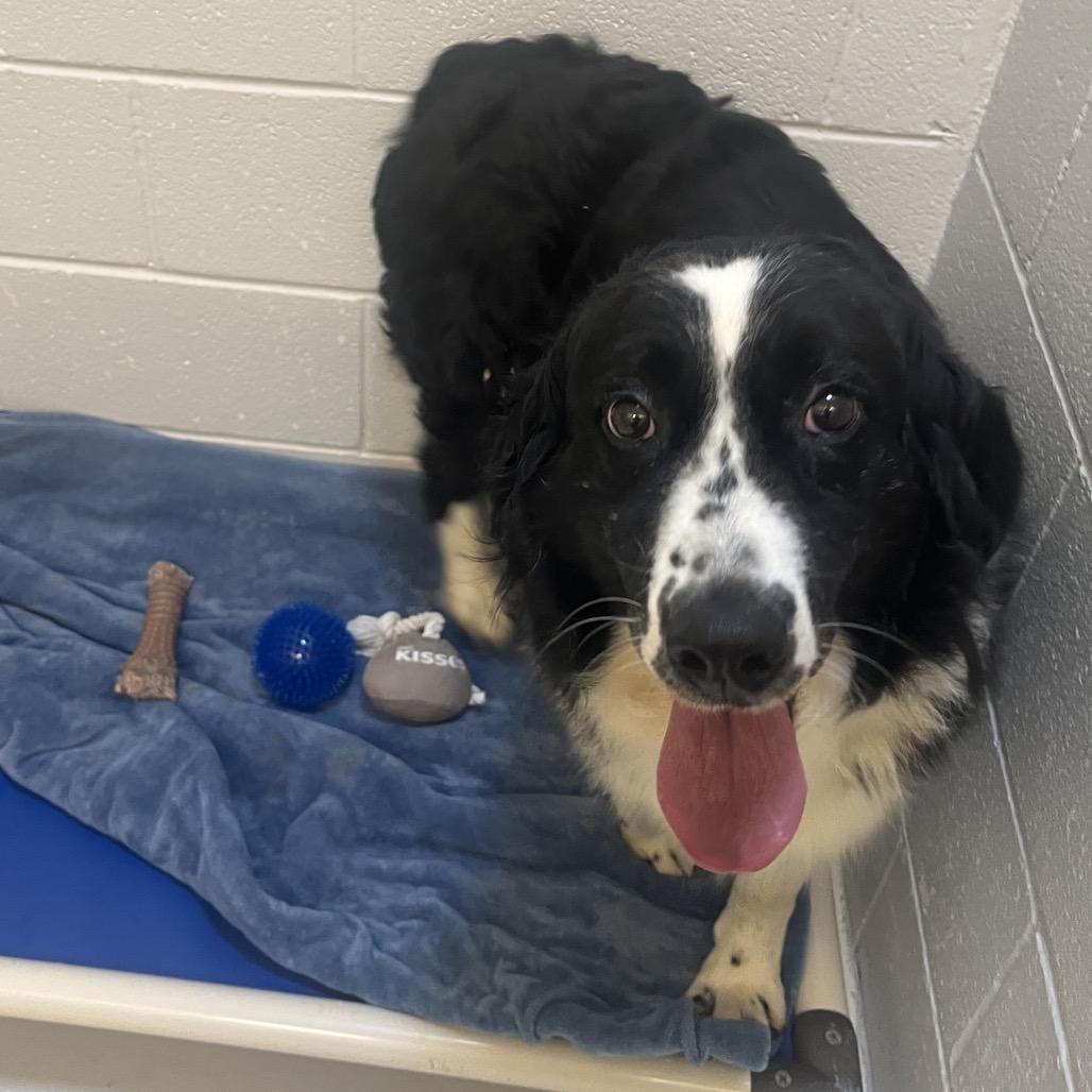 Enlarge Liz, a Adoptable Australian Shepherd in Delaware, OH image 4/6