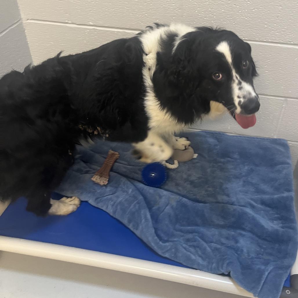 Enlarge Liz, a Adoptable Australian Shepherd in Delaware, OH image 5/6