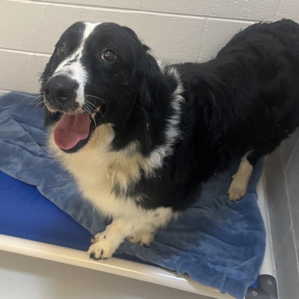Enlarge Liz, a Adoptable Australian Shepherd in Delaware, OH image 6/6