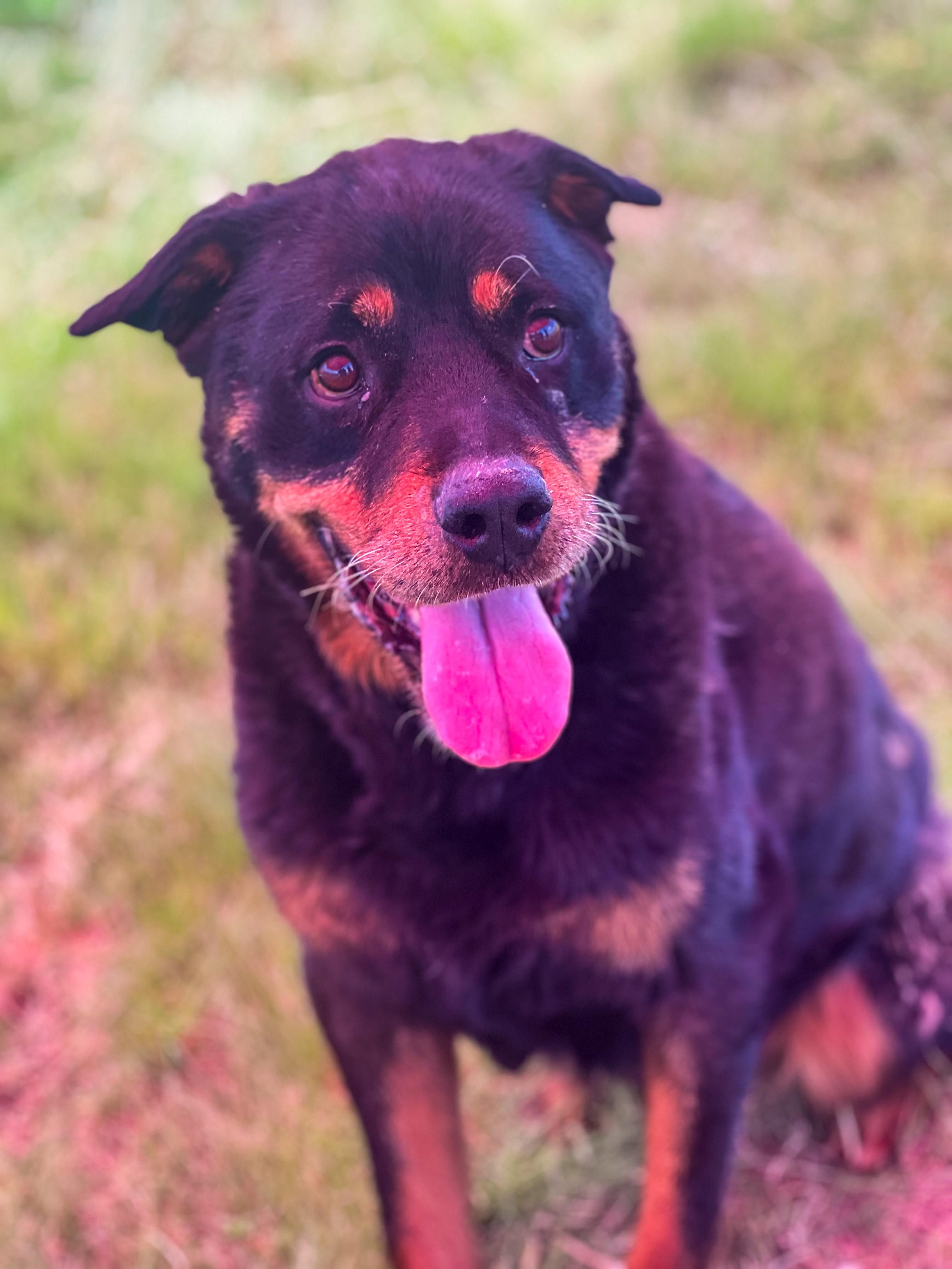 Onyx, an adoptable Rottweiler in Canyon, TX, 79015 | Photo Image 1