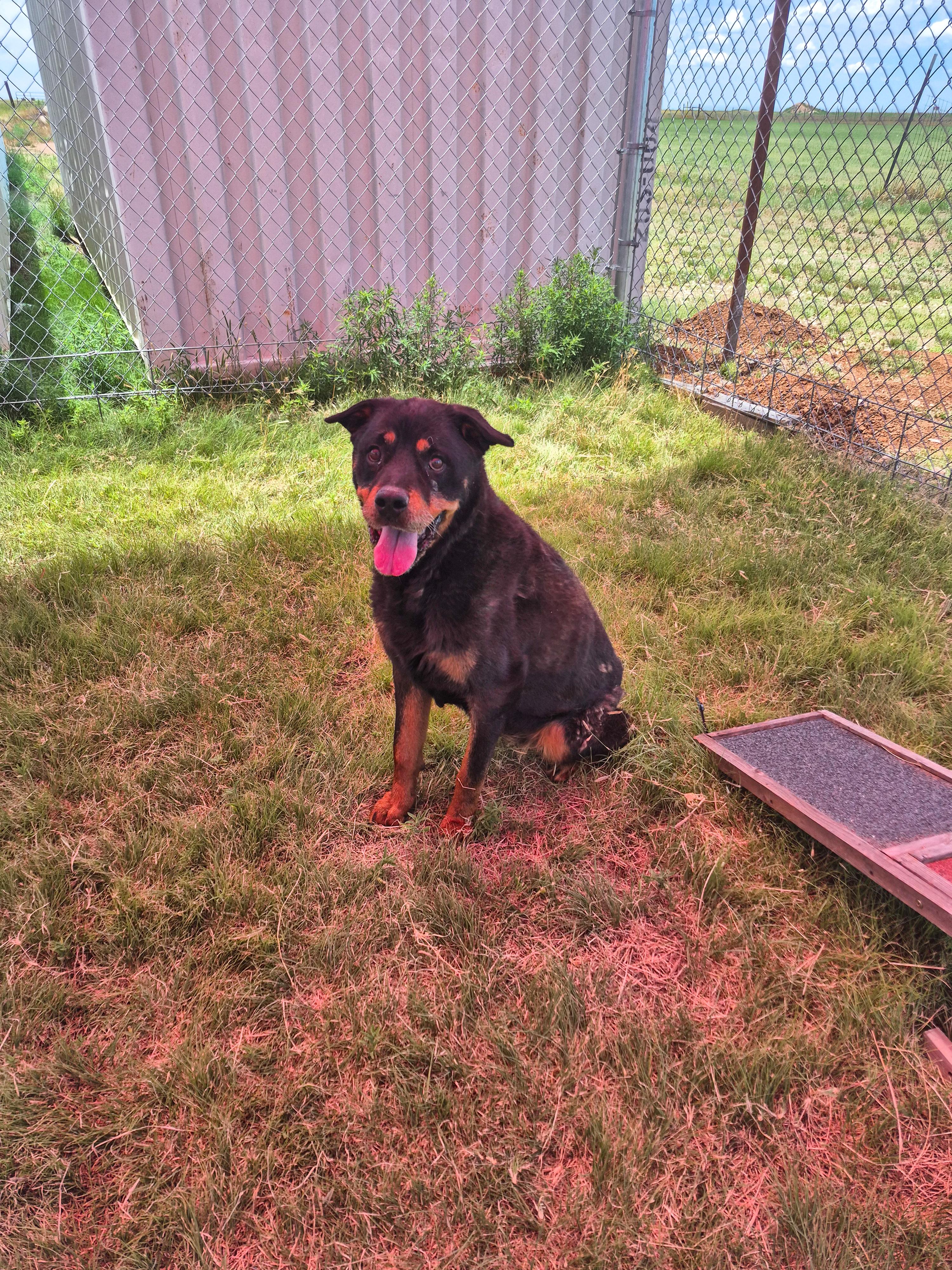 Onyx, an adoptable Rottweiler in Canyon, TX, 79015 | Photo Image 2