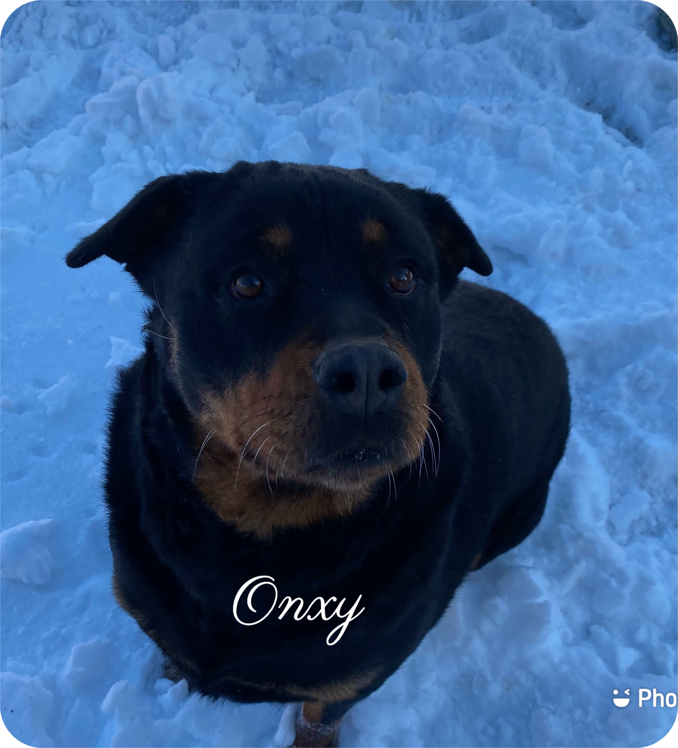 Onyx, an adoptable Rottweiler in Canyon, TX, 79015 | Photo Image 3