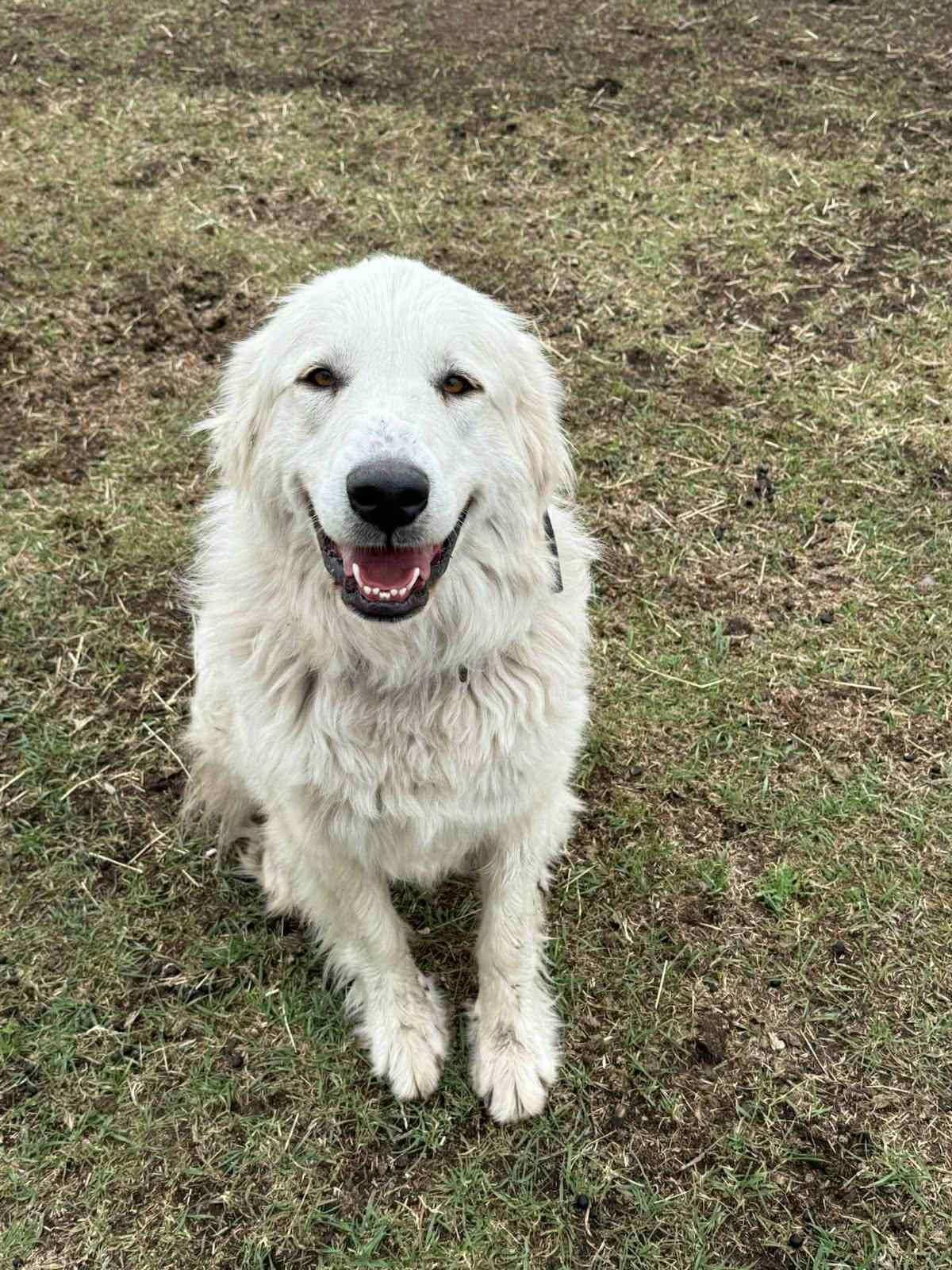 Hazel - Courtesy Listing see info, a Adoptable Great Pyrenees in Polson, MT image 1/4