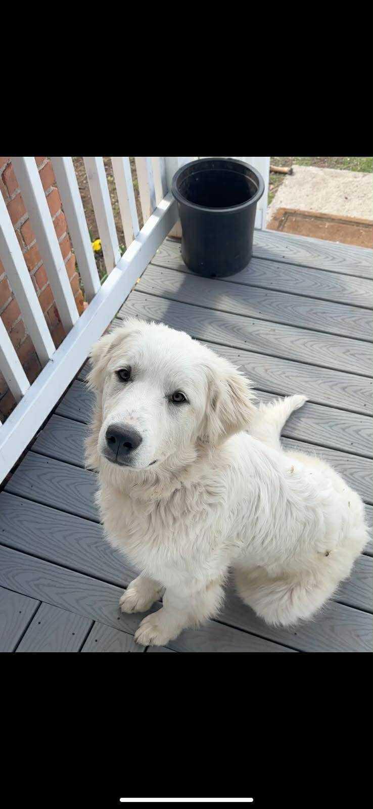 Hazel - Courtesy Listing see info, Adoptable, Adult Female Great Pyrenees.