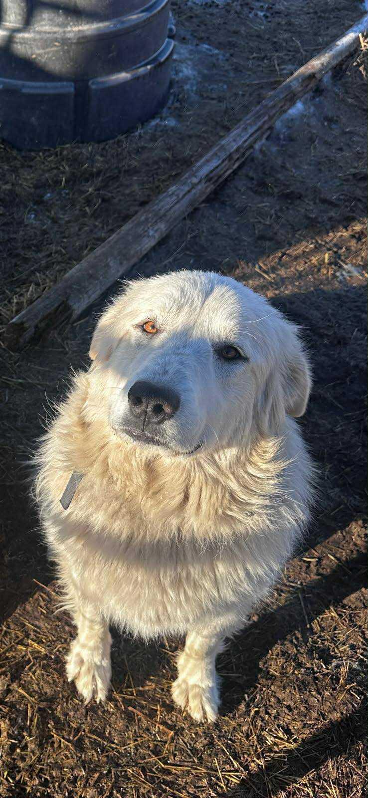 Hazel - Courtesy Listing see info, an adoptable Great Pyrenees in Polson, MT, 59860 | Photo Image 4