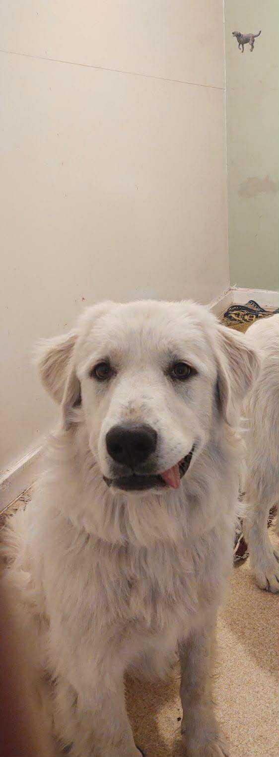 Hazel - Courtesy Listing see info, an adoptable Great Pyrenees in Polson, MT, 59860 | Photo Image 1
