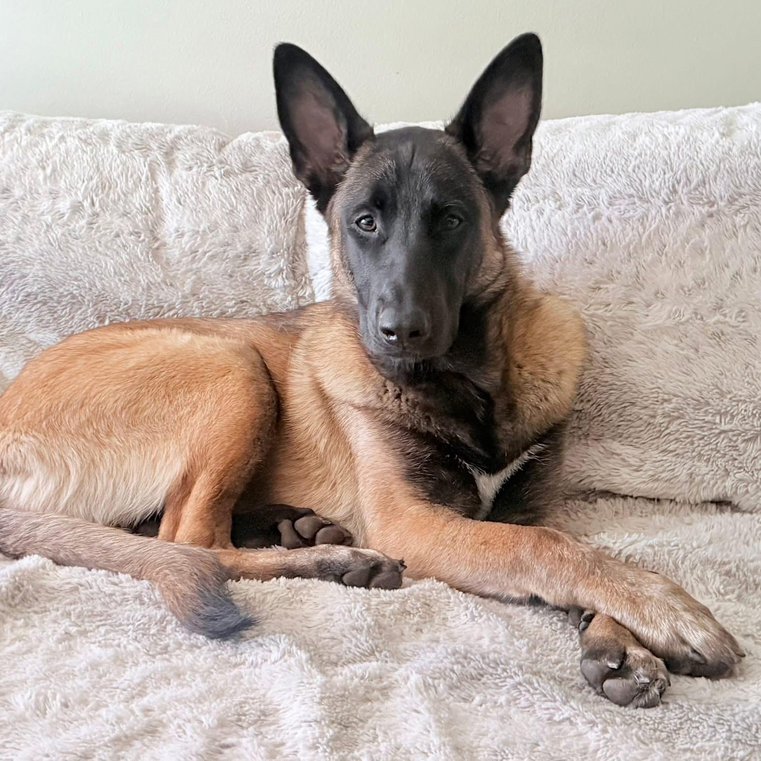 Lumi German Shepherd Dog Dog