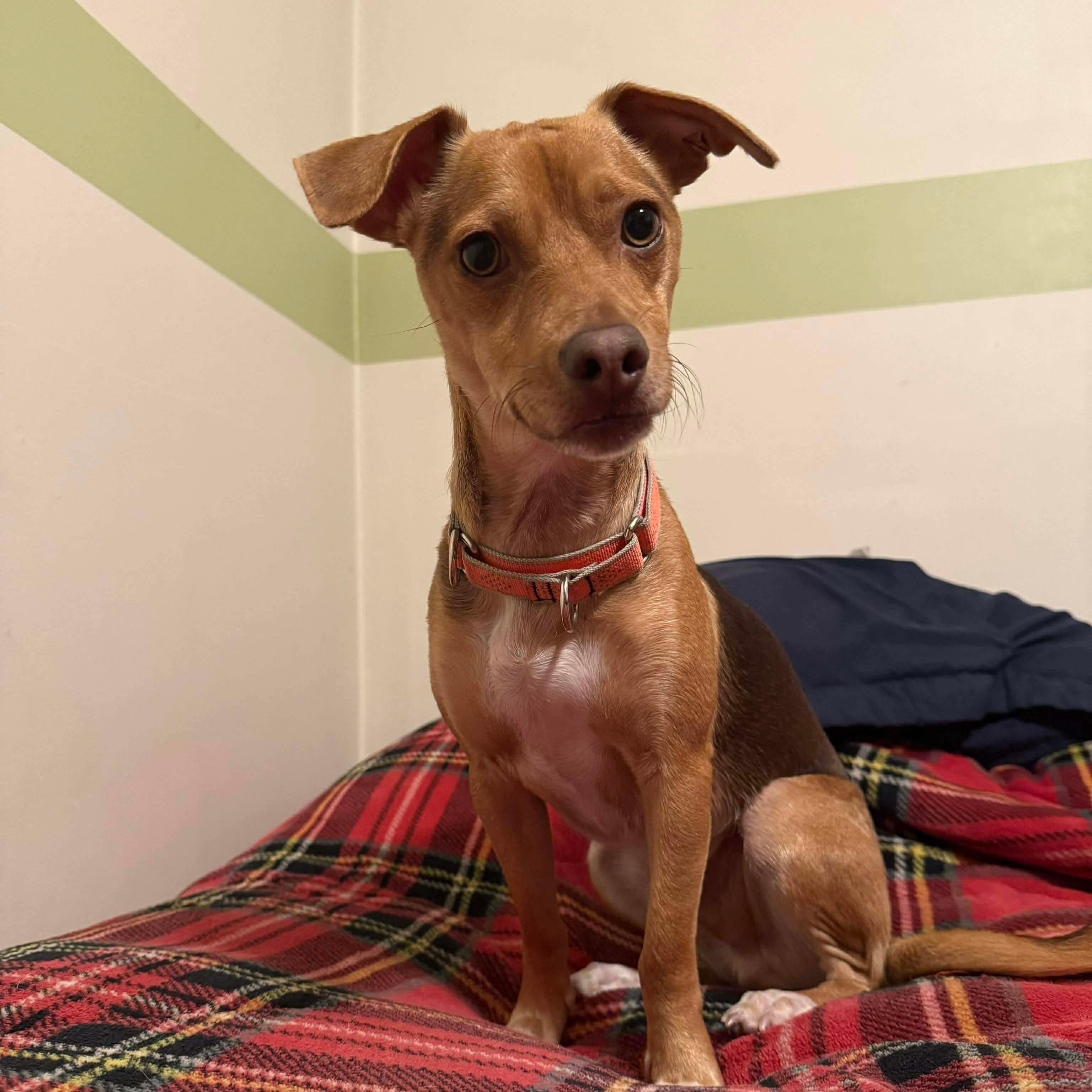 Choco, ADOPTABLE, Adult Male Chihuahua.