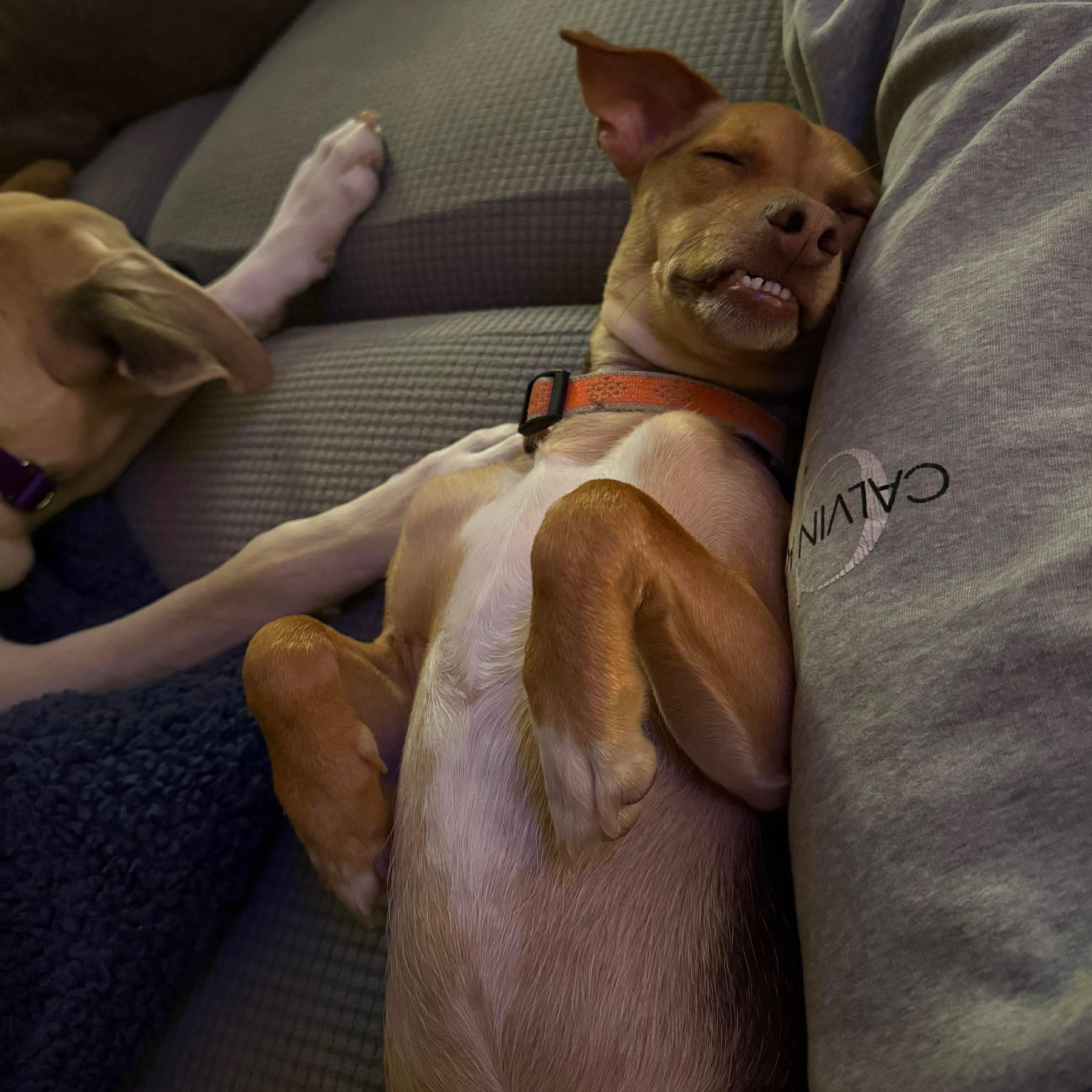 Enlarge Choco, a ADOPTABLE Chihuahua in Portland, ME image 2/5