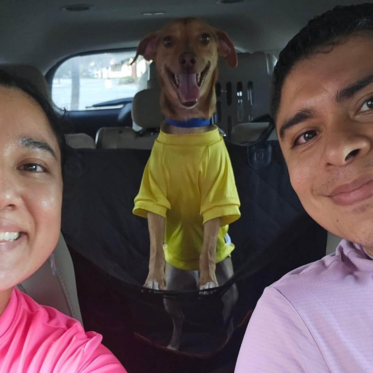 Enlarge Choco, a ADOPTABLE Chihuahua in Portland, ME image 3/5