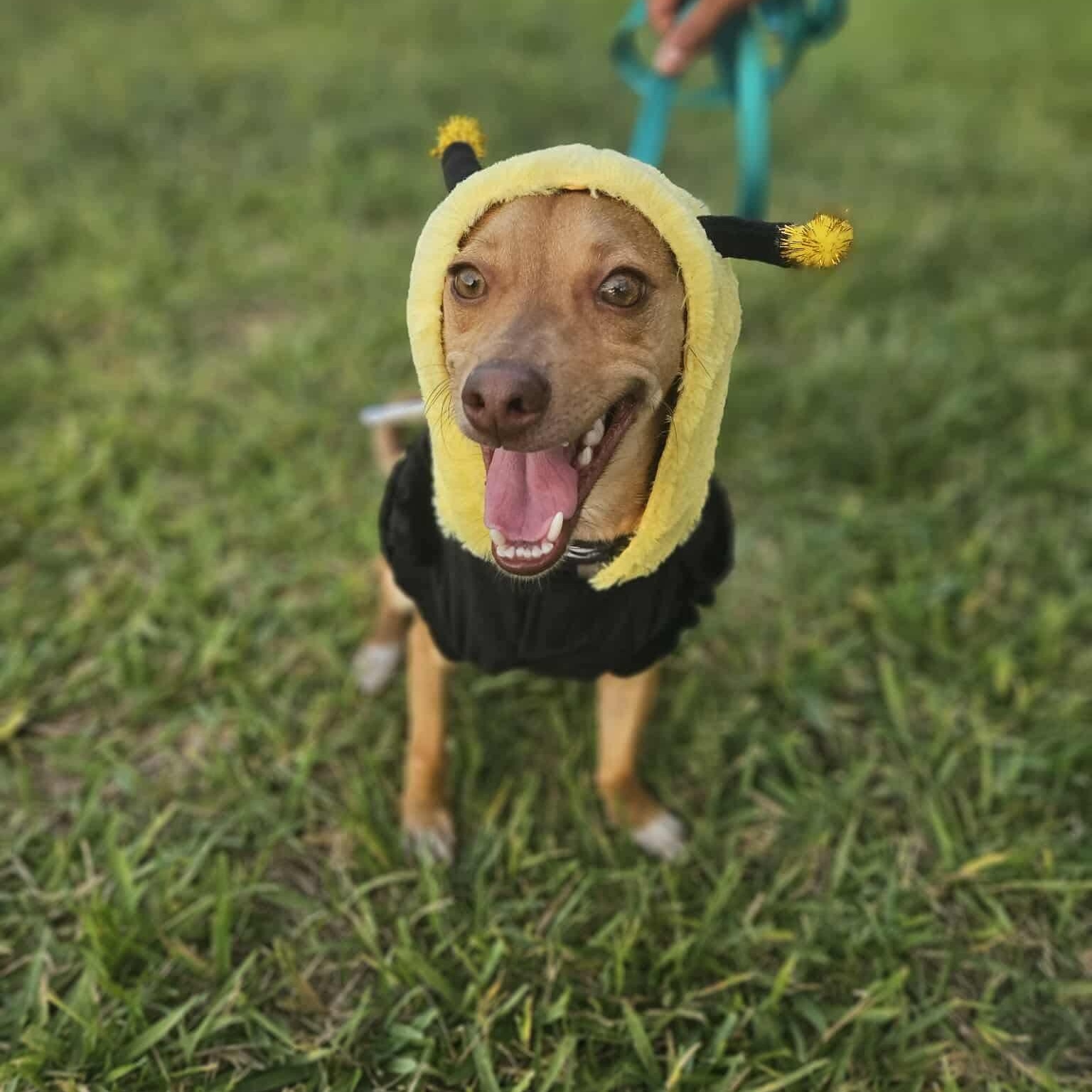 Enlarge Choco, a ADOPTABLE Chihuahua in Portland, ME image 5/5