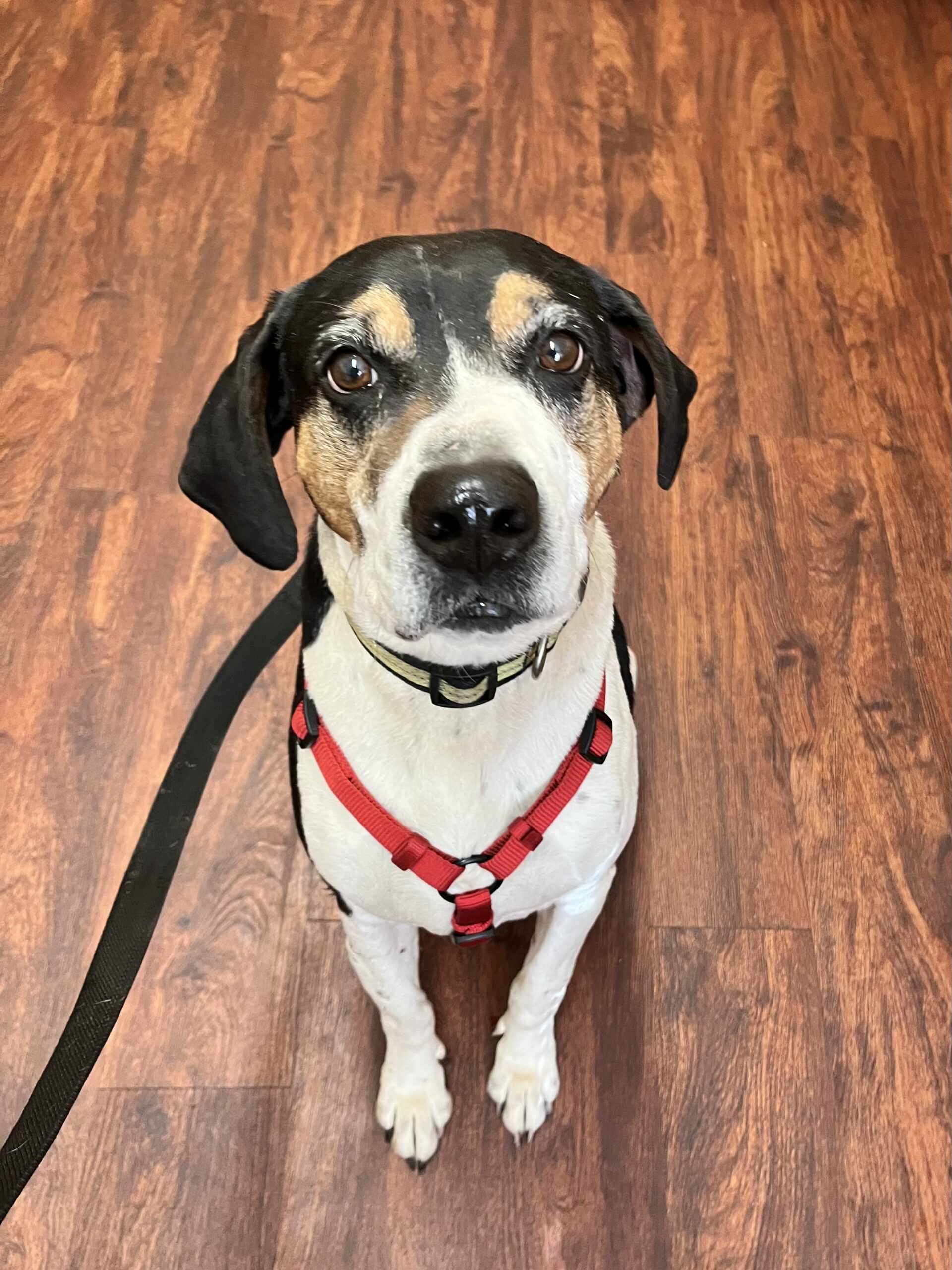 Enlarge Moose, a Adoptable mixed breed image 1/2