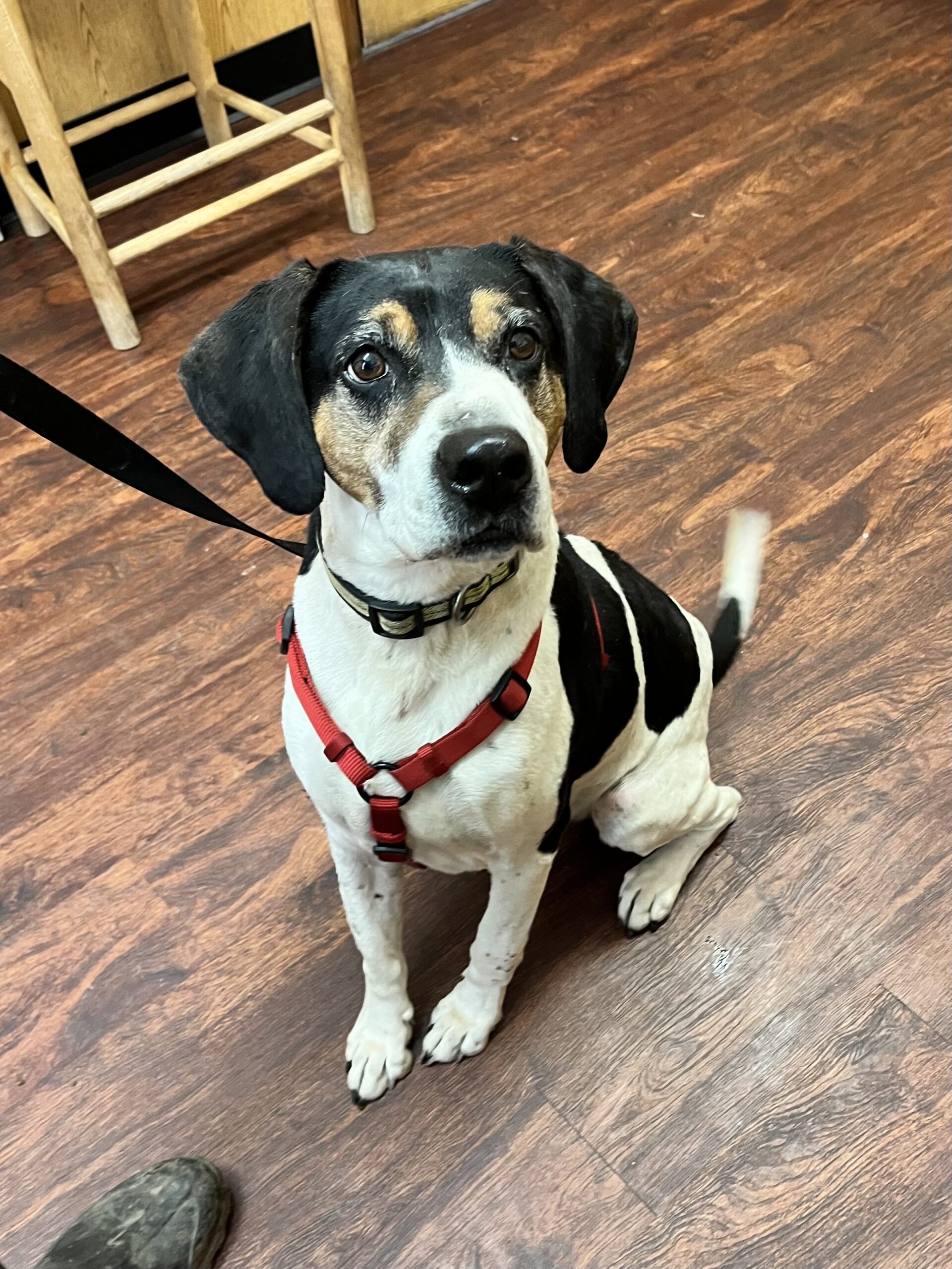 Enlarge Moose, a Adoptable mixed breed image 2/2