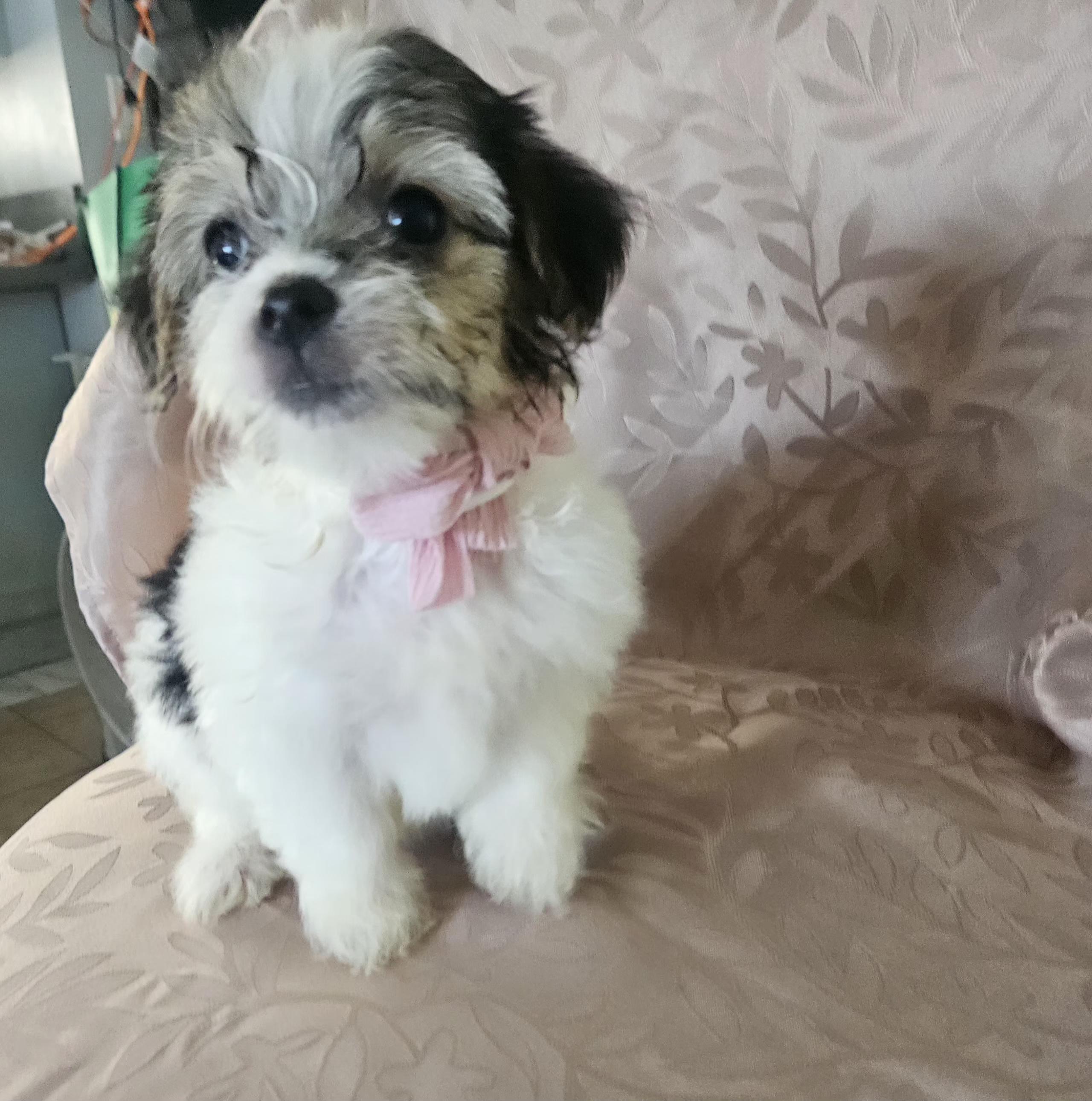 Enlarge Oreana, an adopted mixed breed in Los Angeles, CA image 3/5