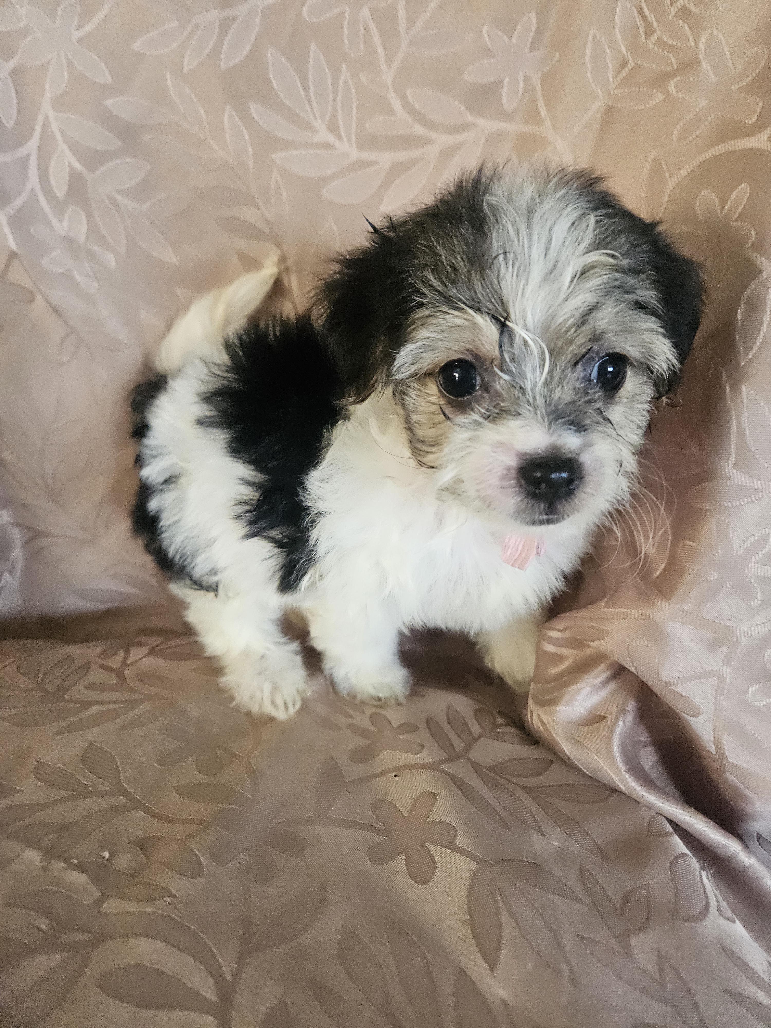 Enlarge Oreana, an adopted mixed breed in Los Angeles, CA image 5/5