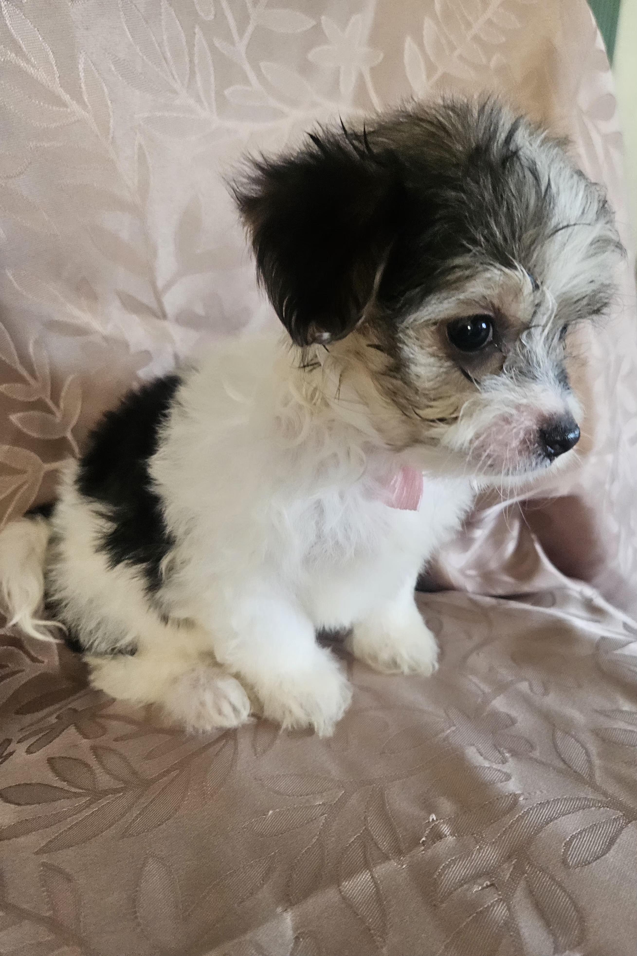 Enlarge Oreana, an adopted mixed breed in Los Angeles, CA image 4/5