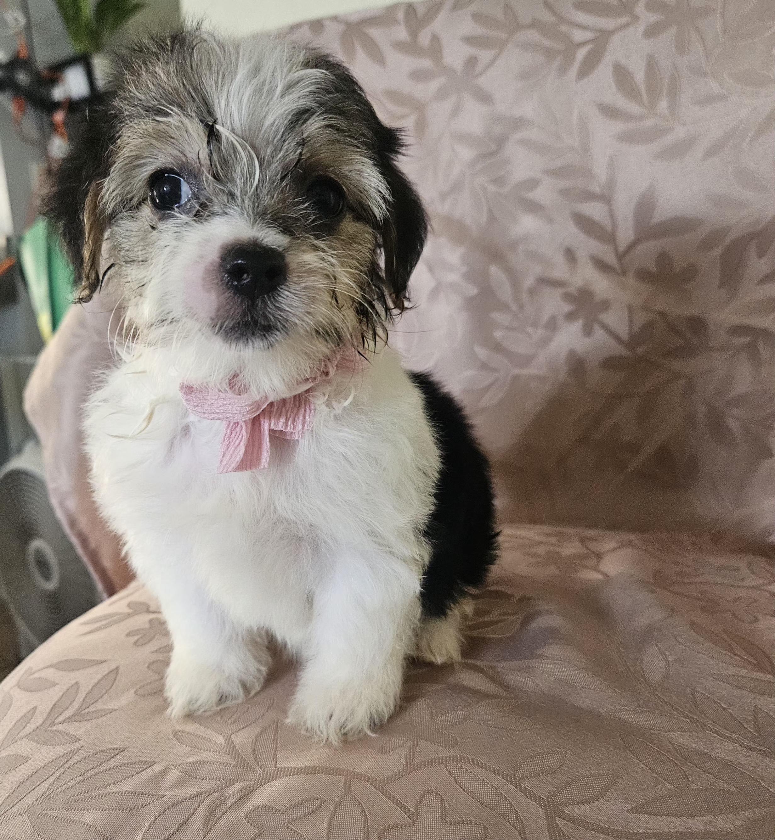 Oreana, adopted, Puppy Female Maltese.
