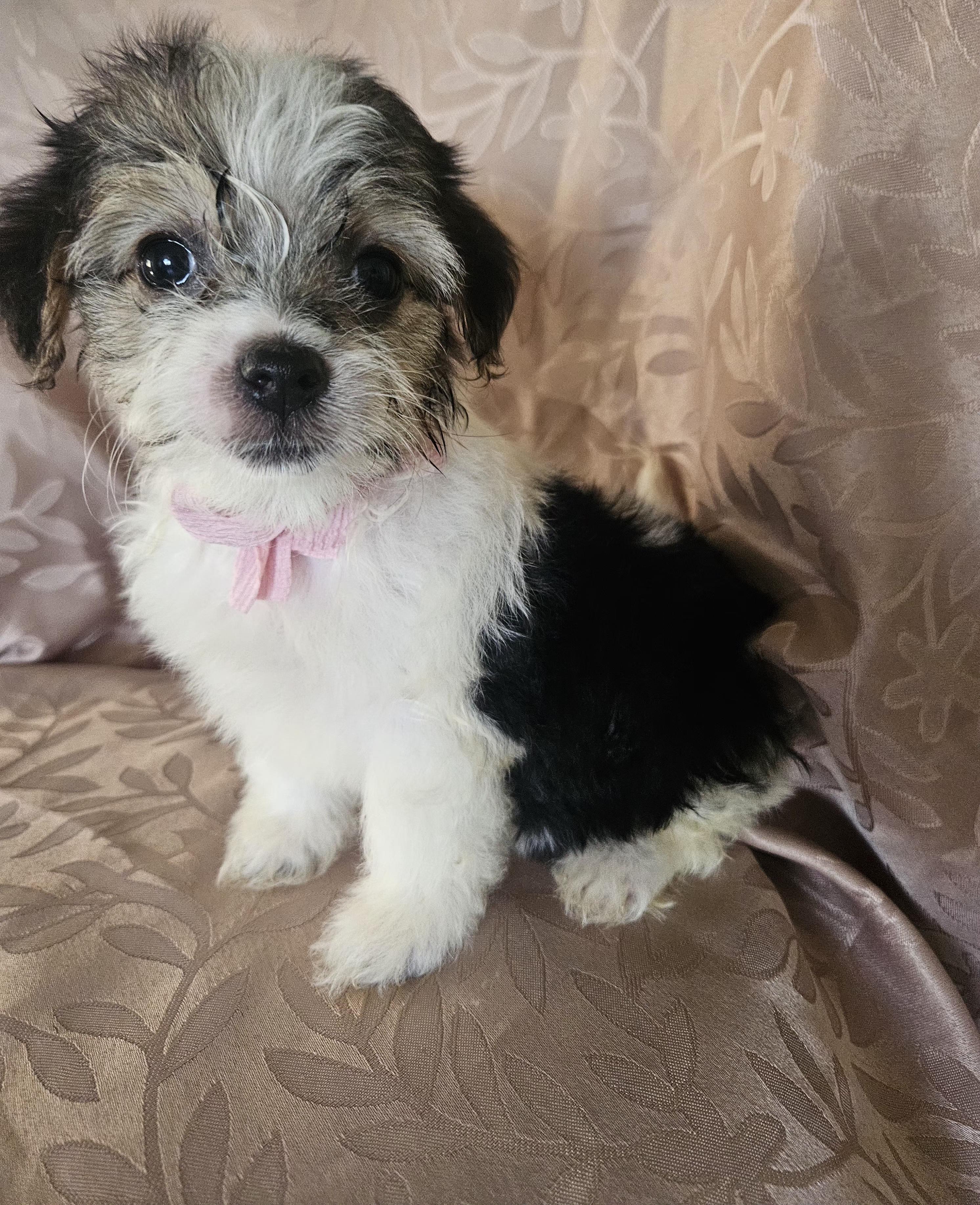 Enlarge Oreana, an adopted mixed breed in Los Angeles, CA image 2/5
