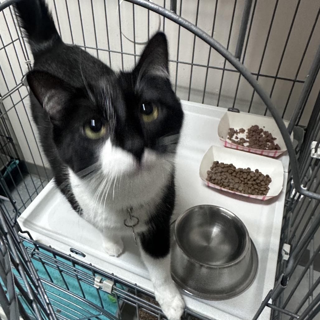 Twilight, Adoptable, Adult Female Domestic Short Hair.