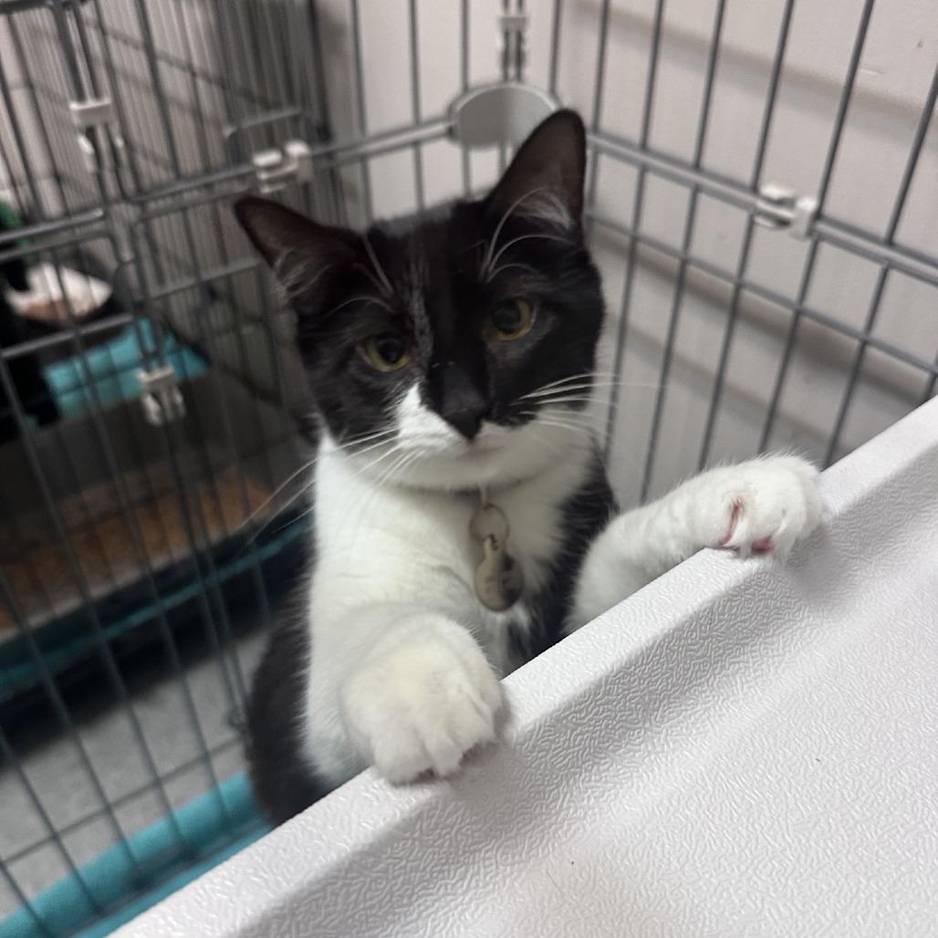 Enlarge Twilight, a Adoptable Domestic Short Hair in Branson, MO image 2/5
