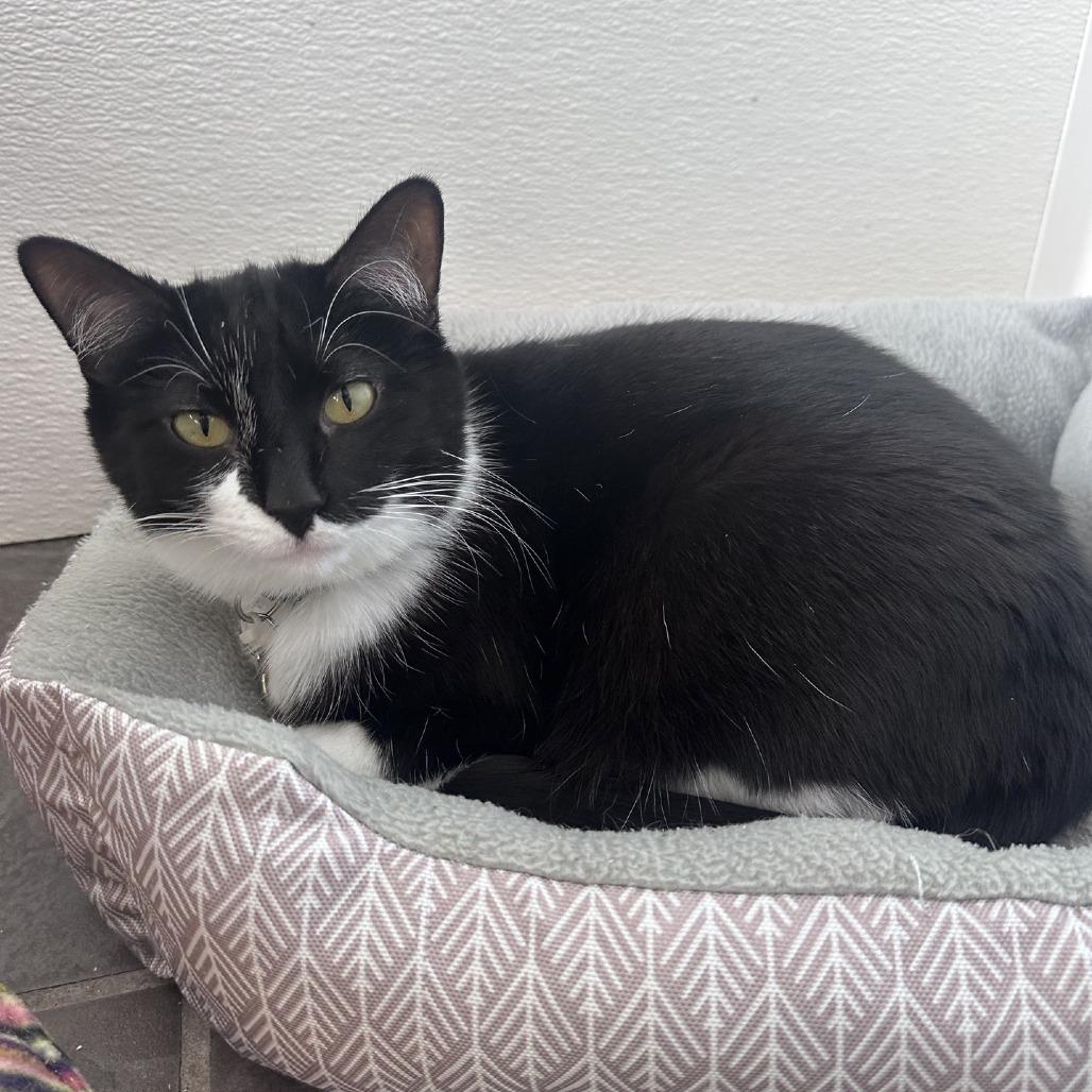 Enlarge Twilight, a Adoptable Domestic Short Hair in Branson, MO image 3/5