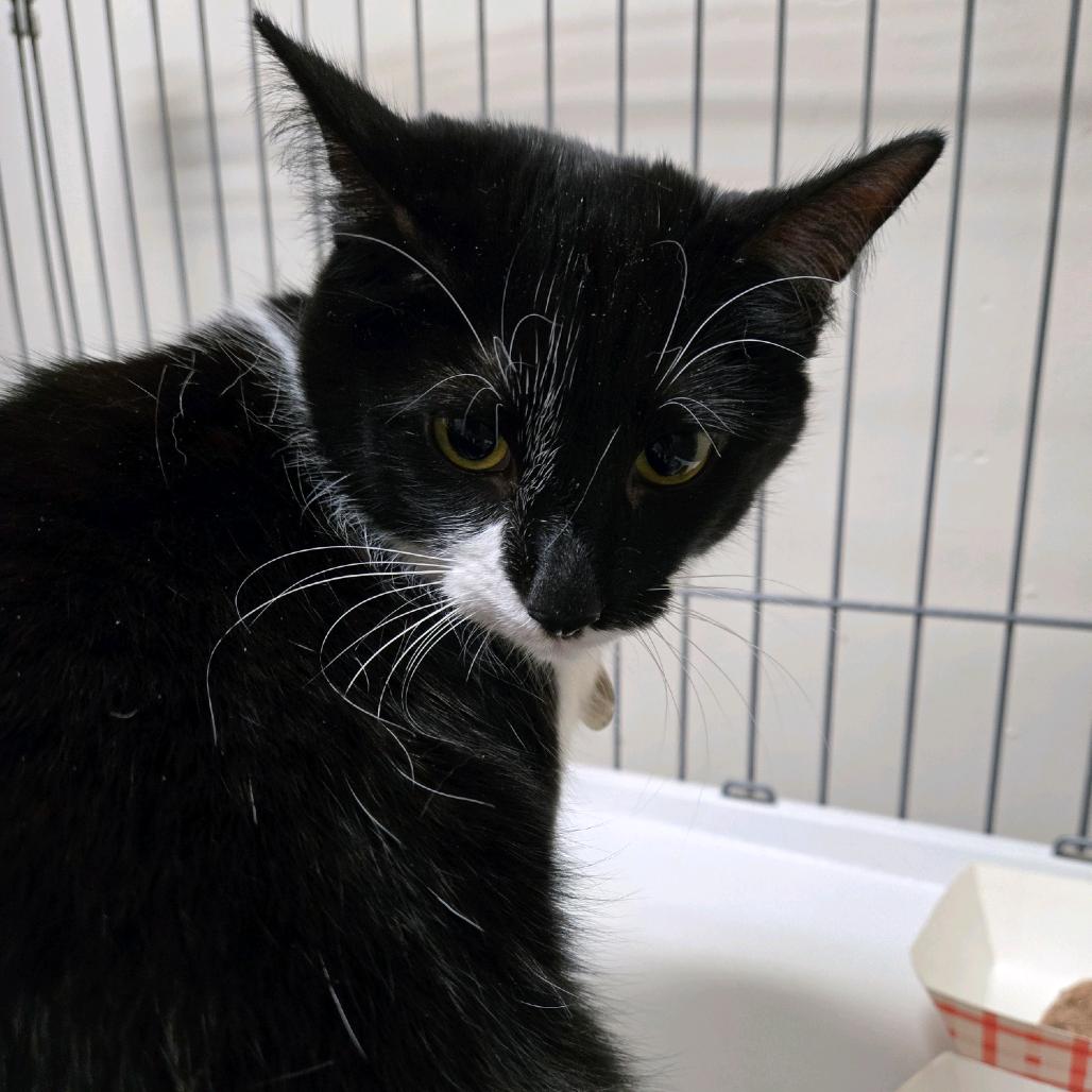 Enlarge Twilight, a Adoptable Domestic Short Hair in Branson, MO image 4/5