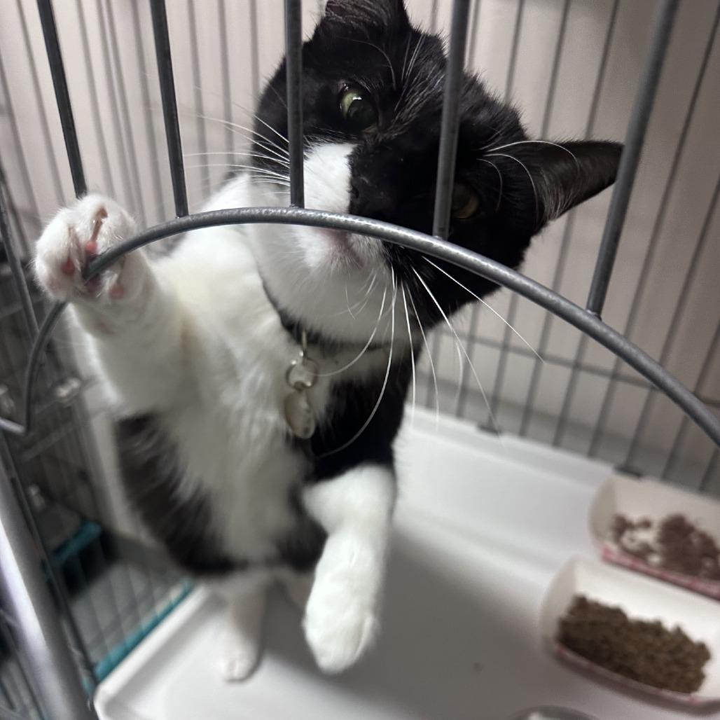 Enlarge Twilight, a Adoptable Domestic Short Hair in Branson, MO image 5/5