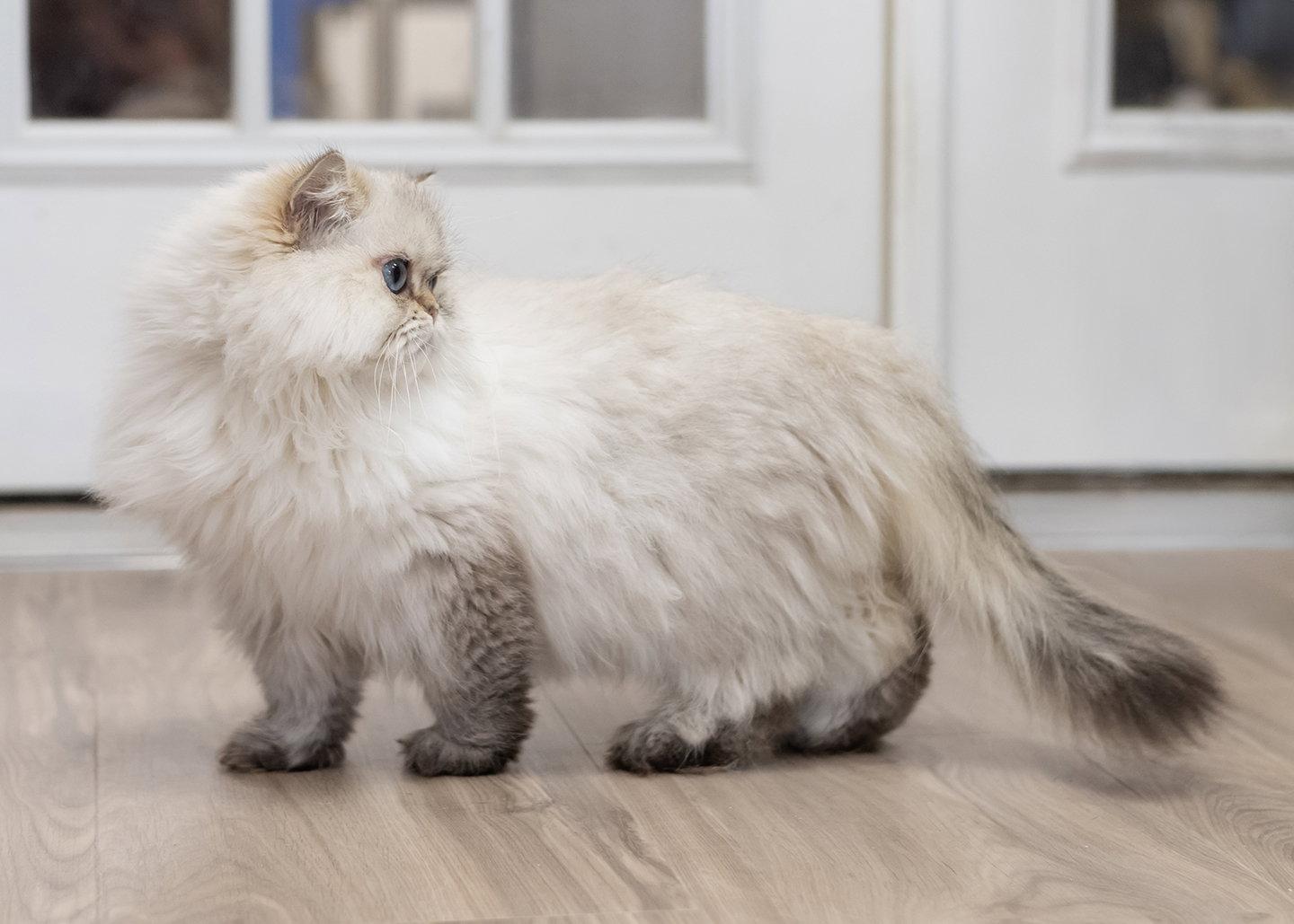 Kiwi, Adoptable, Young Female Persian & Domestic Long Hair.