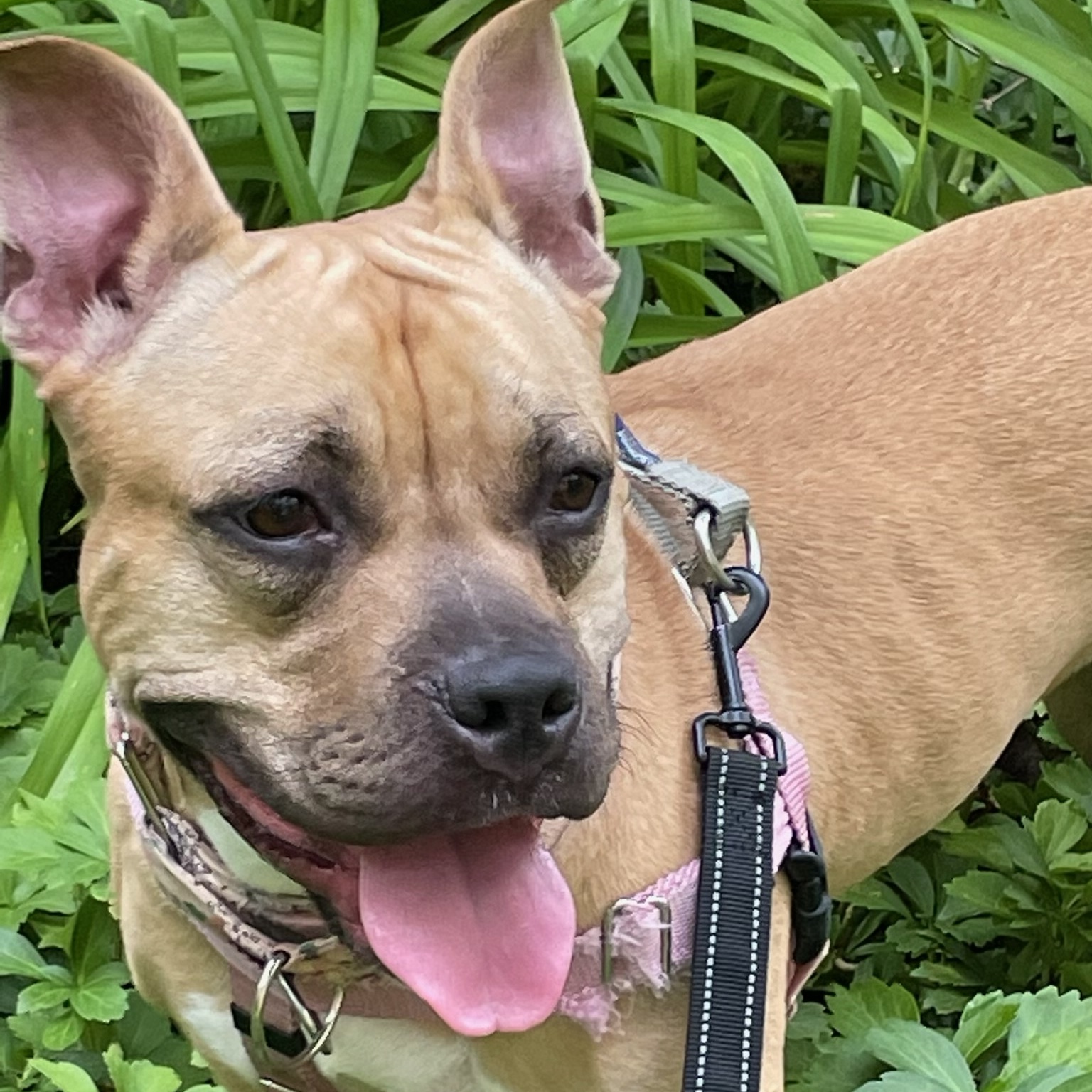 Zuzu, a Adoptable Pit Bull Terrier in Chicago, IL image 1/6