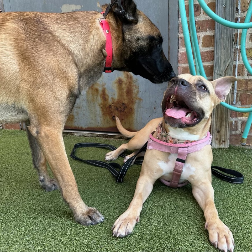 Zuzu, a Adoptable Pit Bull Terrier in Chicago, IL image 5/6