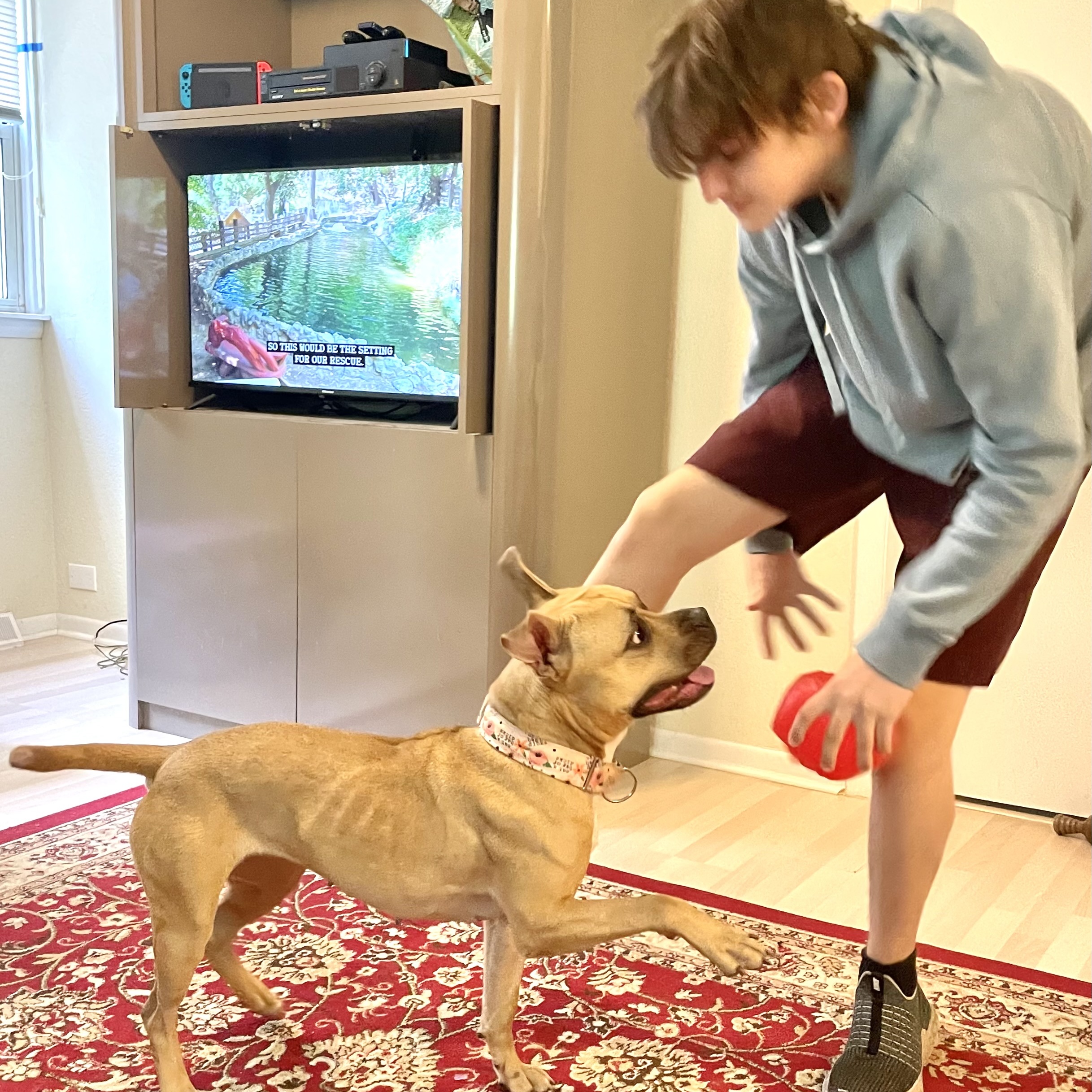 Zuzu, a Adoptable Pit Bull Terrier in Chicago, IL image 3/6