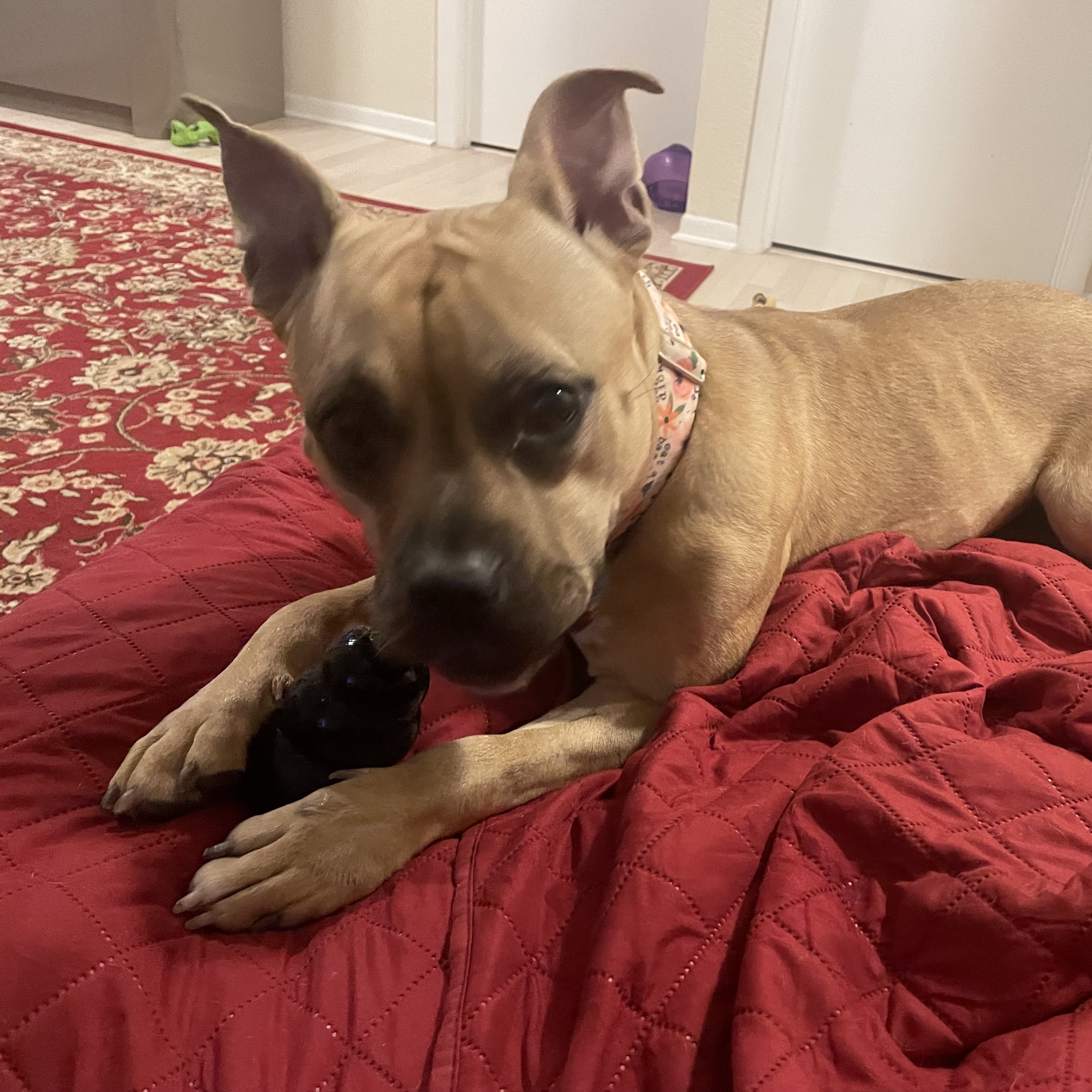 Zuzu, a Adoptable Pit Bull Terrier in Chicago, IL image 6/6