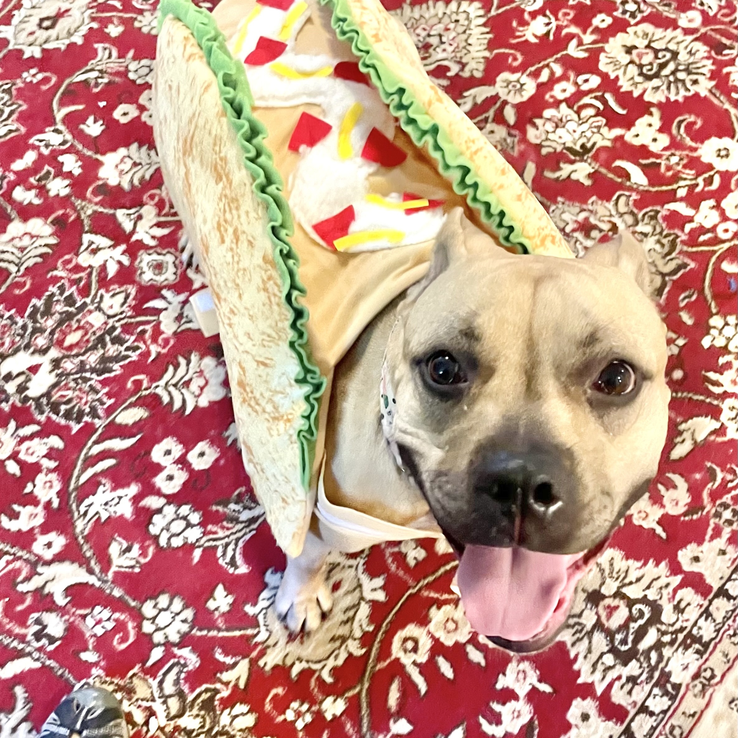 Zuzu, a Adoptable Pit Bull Terrier in Chicago, IL image 2/6