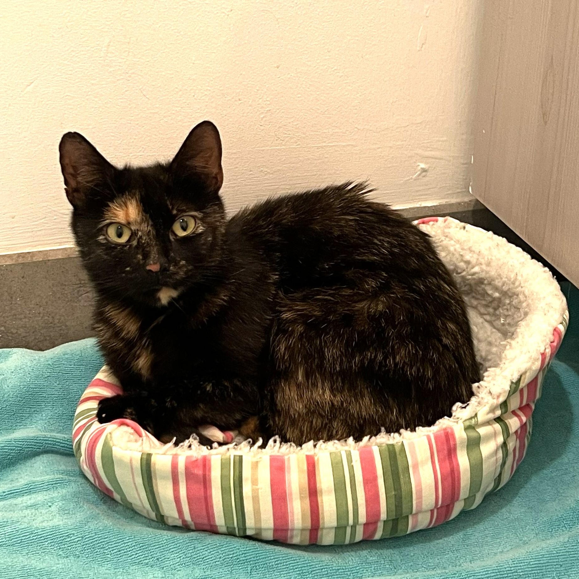 Josie, a ADOPTABLE Domestic Short Hair in West Orange, NJ image 2/3