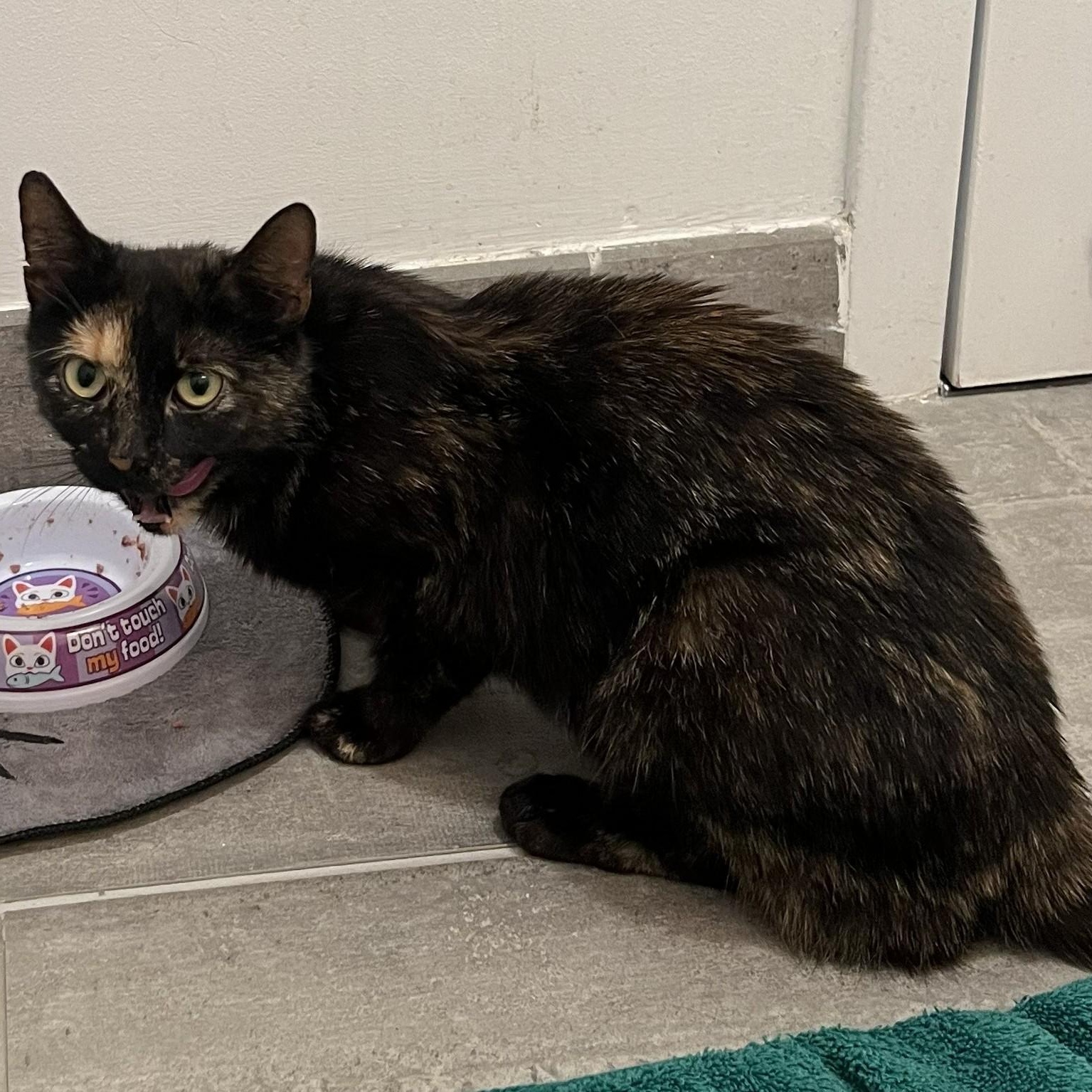 Josie, a ADOPTABLE Domestic Short Hair in West Orange, NJ image 3/3