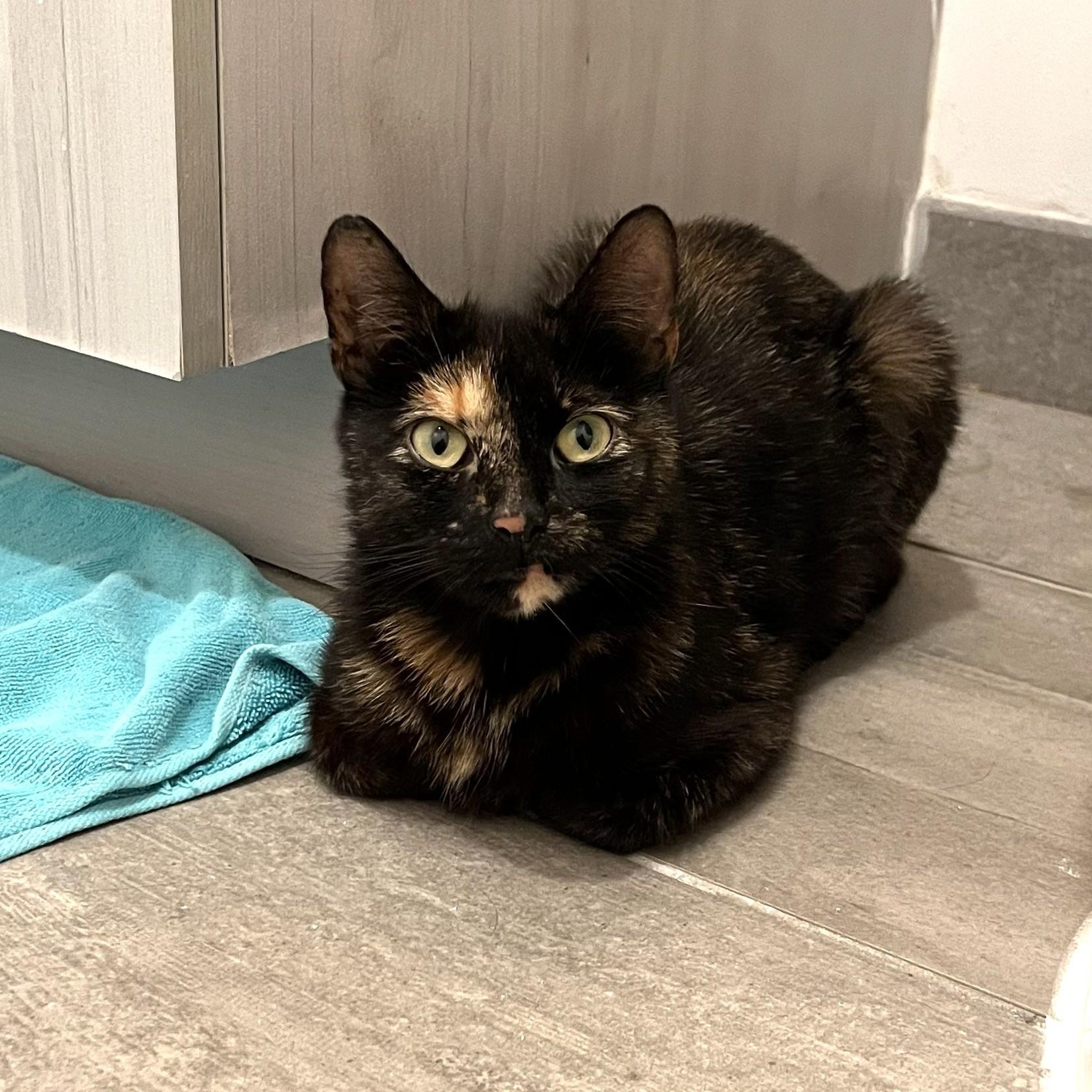 Josie, a ADOPTABLE Domestic Short Hair in West Orange, NJ image 1/3