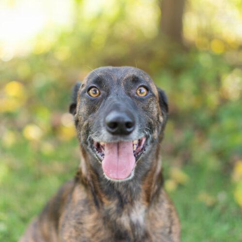 Enlarge Oskar, a Adoptable mixed breed in Duart, ON image 1/6