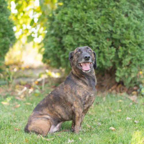 Enlarge Oskar, a Adoptable mixed breed in Duart, ON image 2/6