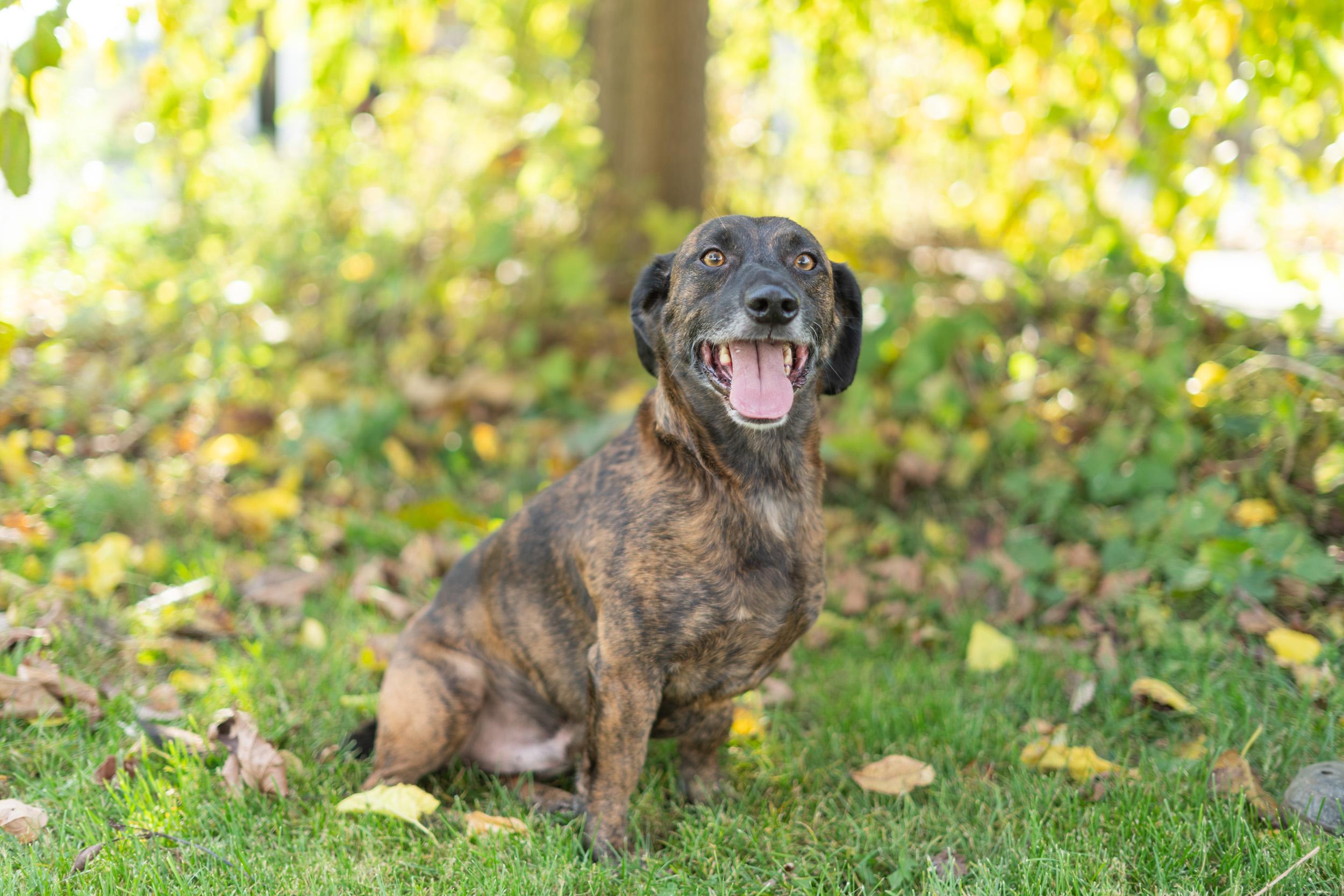 Enlarge Oskar, a Adoptable mixed breed in Duart, ON image 3/6