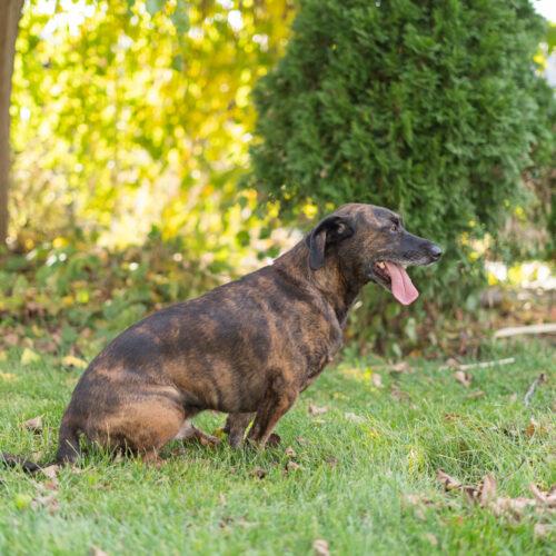 Enlarge Oskar, a Adoptable mixed breed in Duart, ON image 4/6