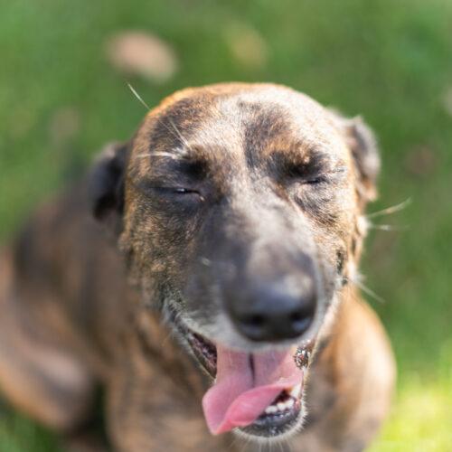 Enlarge Oskar, a Adoptable mixed breed in Duart, ON image 5/6