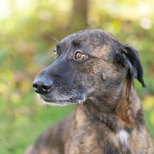 Enlarge Oskar, a Adoptable mixed breed in Duart, ON image 6/6