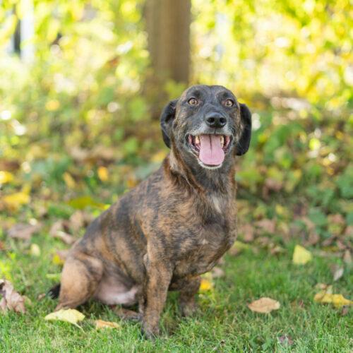 Enlarge Oskar, a Adoptable mixed breed in Duart, ON image 6/6