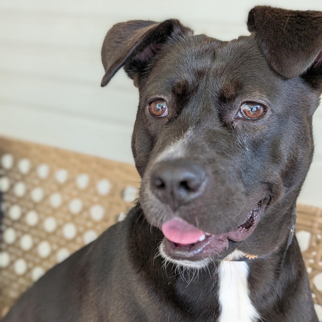 Noel(BAS), Adoptable, Adult Female Terrier & Black Labrador Retriever.