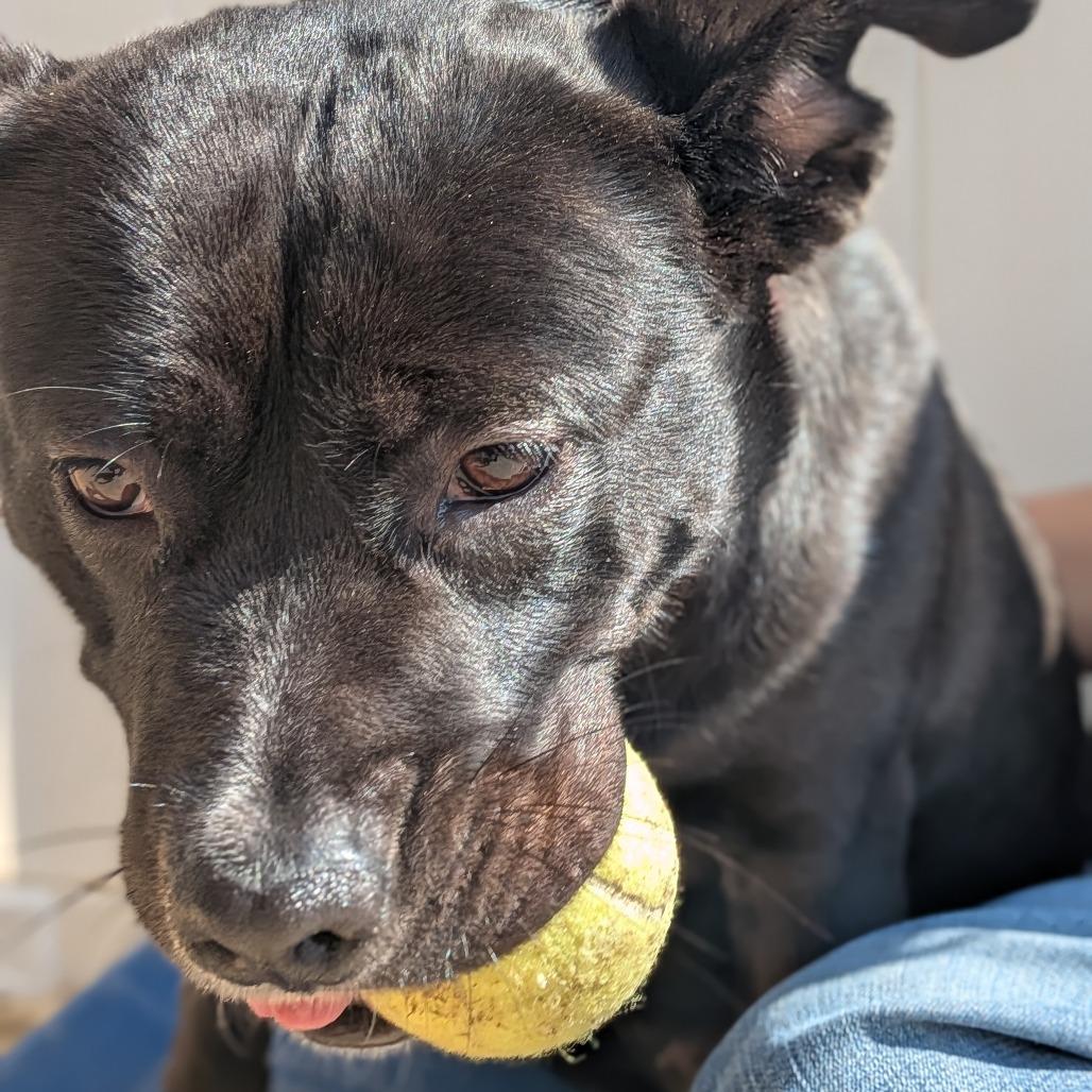 Noel(BAS), Adoptable, Adult Female Terrier & Black Labrador Retriever.