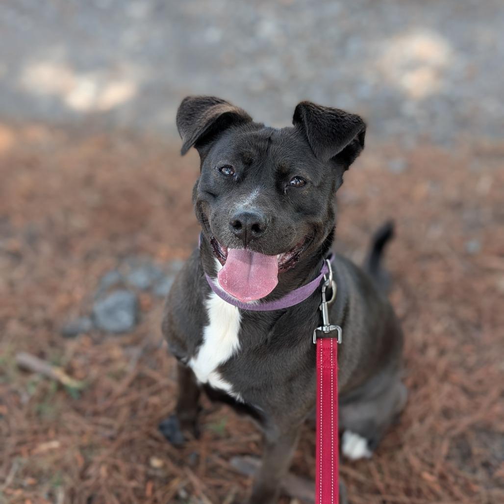 Noel(BAS), Adoptable, Adult Female Terrier & Black Labrador Retriever.
