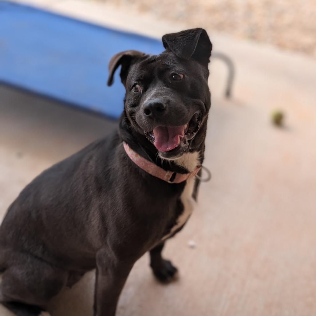 Noel(BAS), Adoptable, Adult Female Terrier & Black Labrador Retriever.