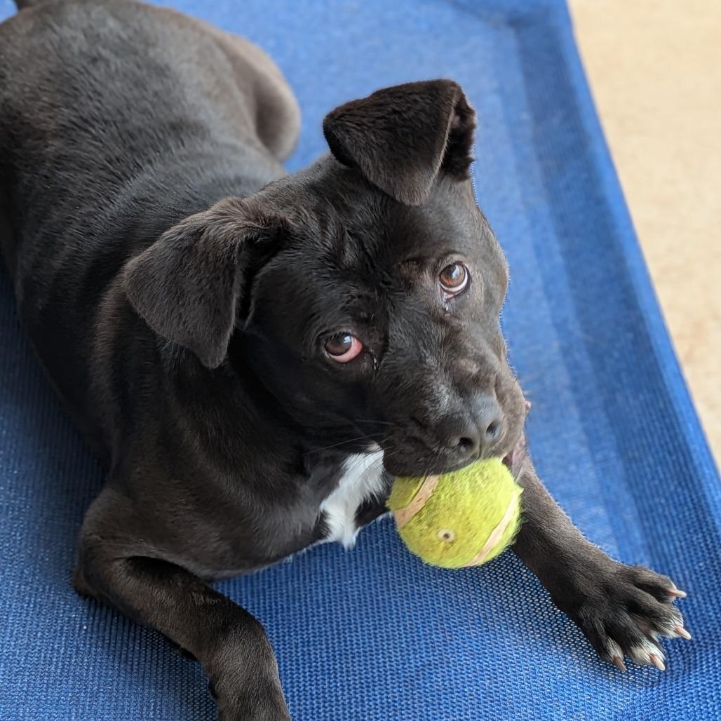 Enlarge Noel(BAS), a Adoptable mixed breed in Lenoir, NC image 1/6